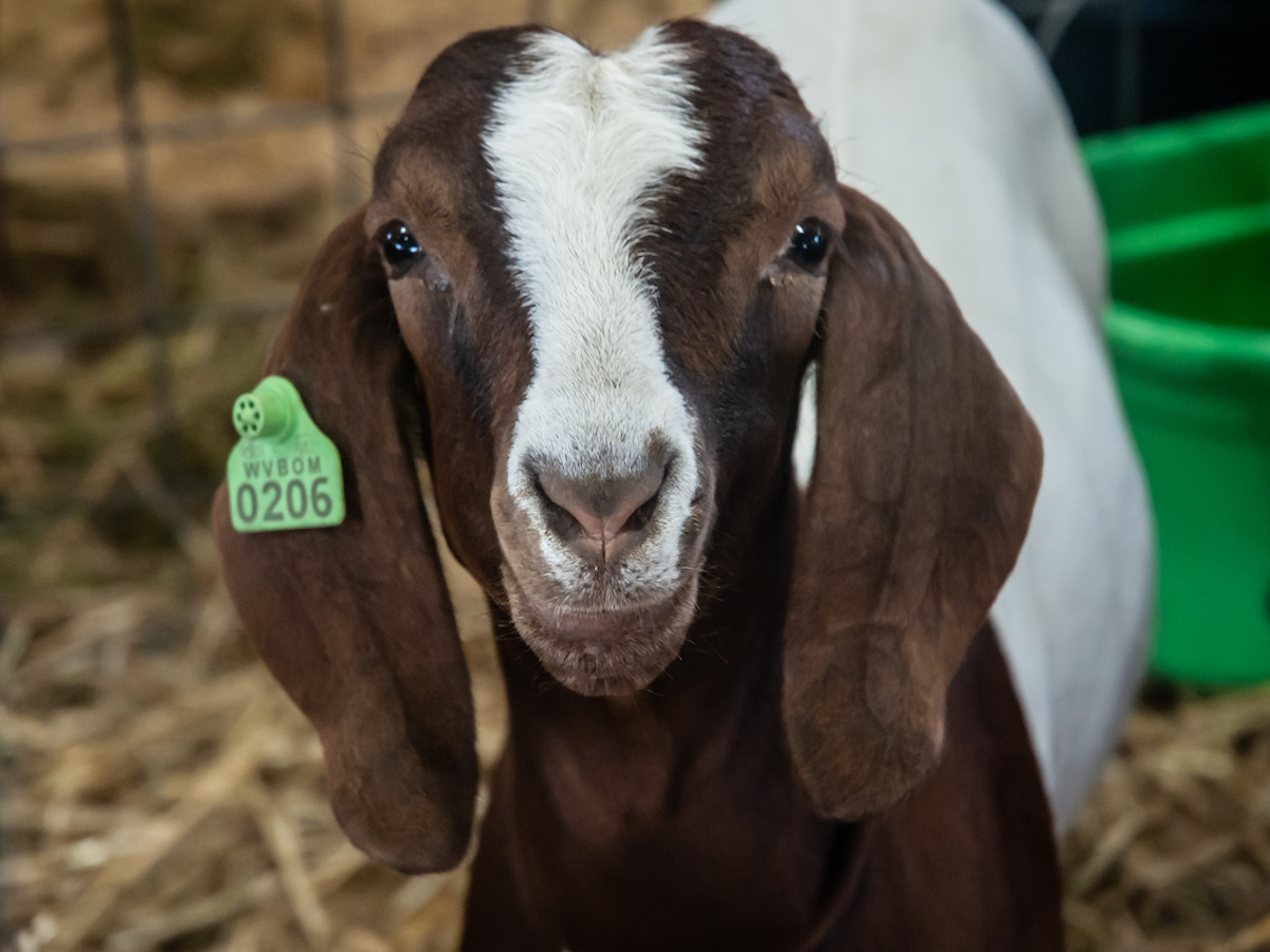 Goat at the Loudoun County Fair